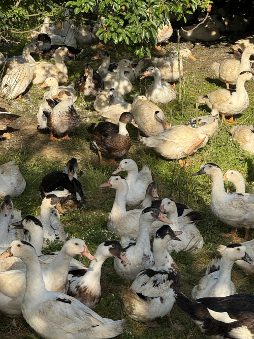 elevage-canards-gras-plein-air-landes-1